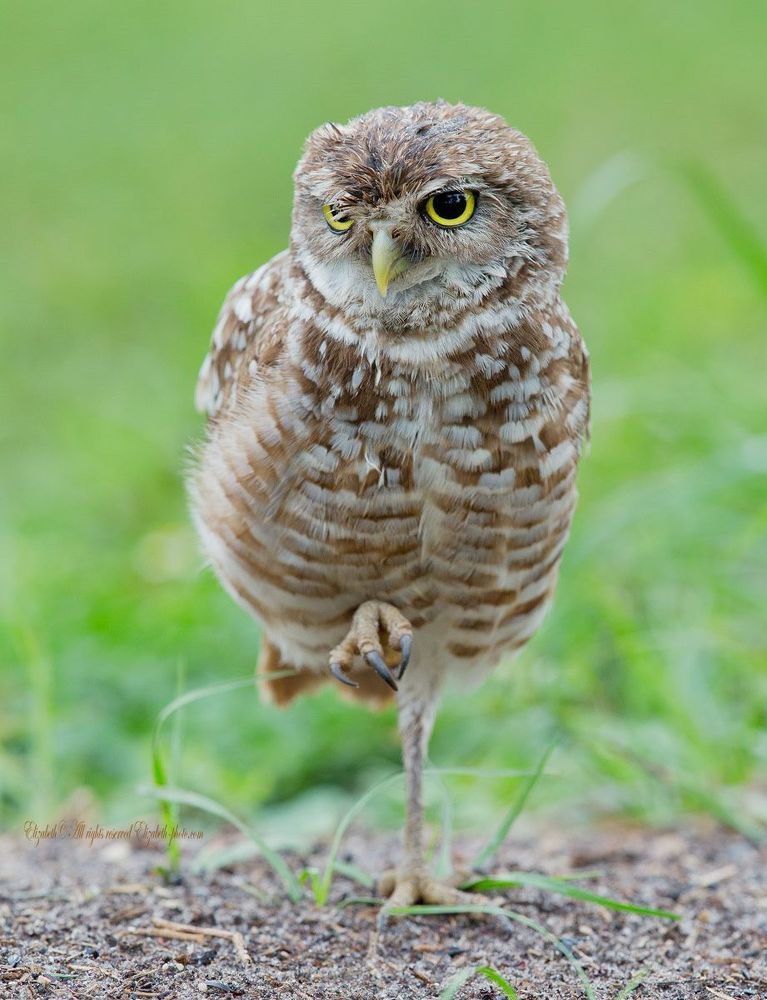 Сычи  - Burrowing owl