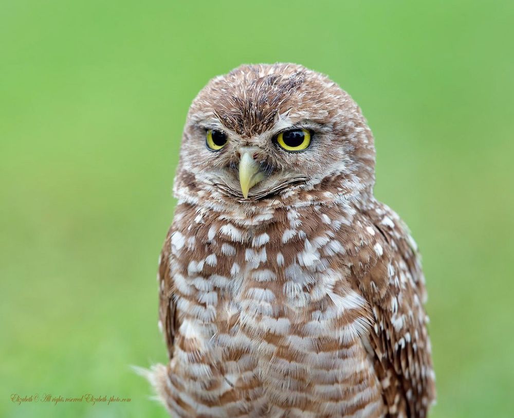 Сычи  - Burrowing owl