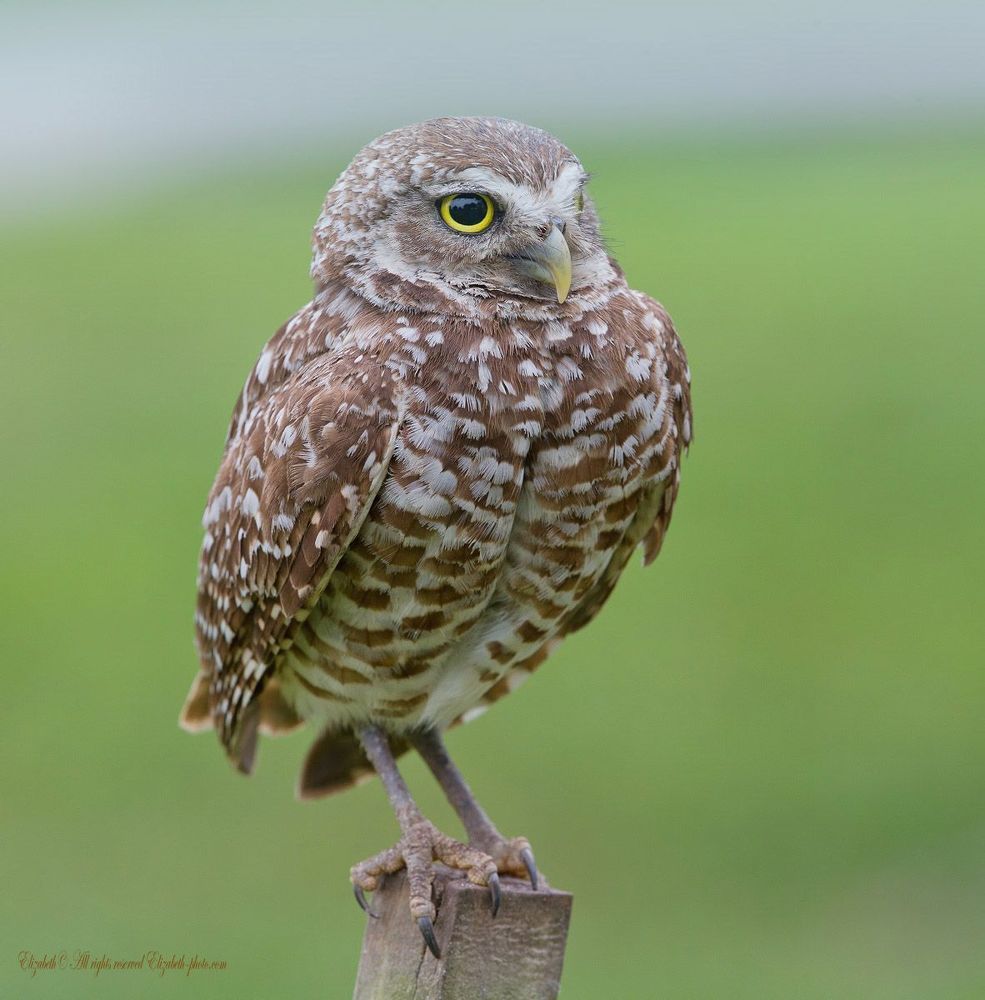 Сычи  - Burrowing owl