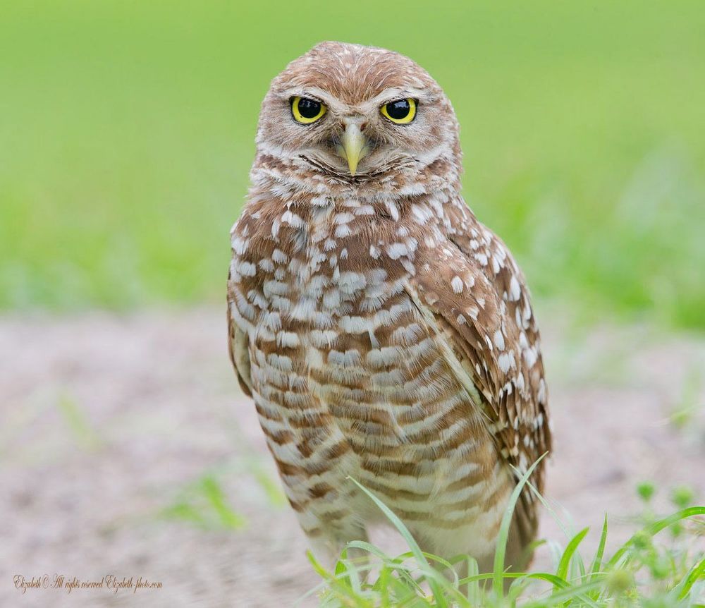 Сычи  - Burrowing owl