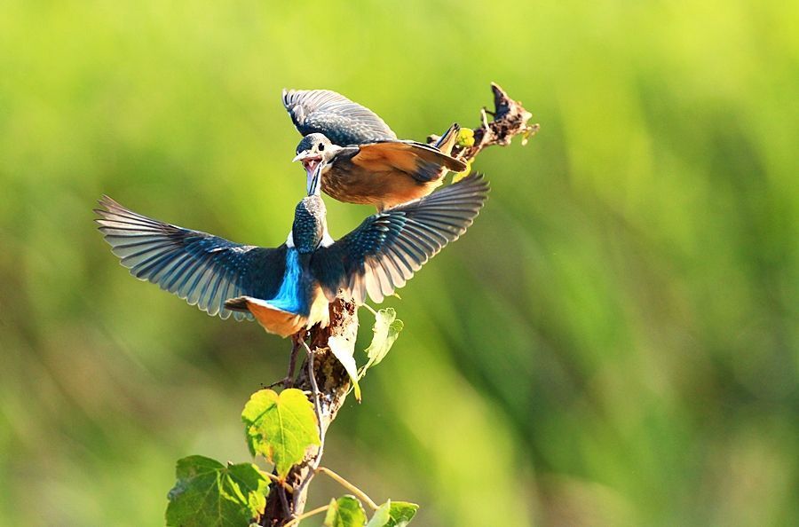 Alcedo atthis