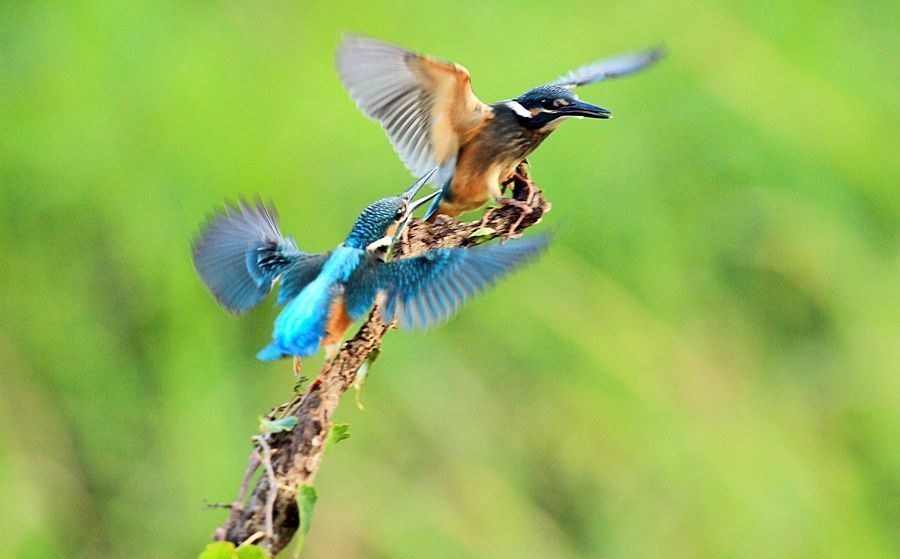 Alcedo atthis