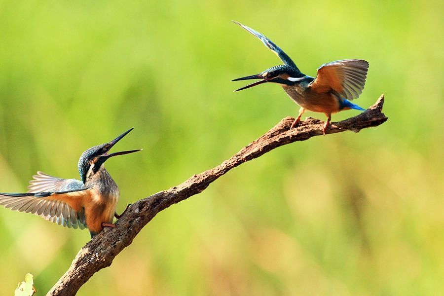 Alcedo atthis