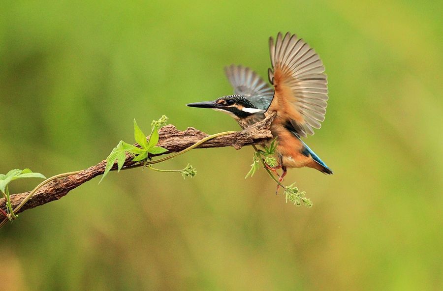 Alcedo atthis