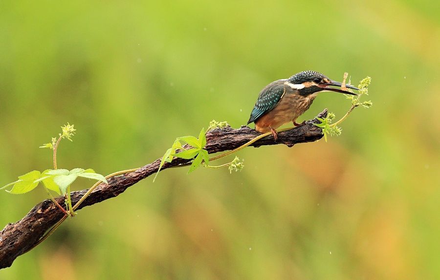 Alcedo atthis