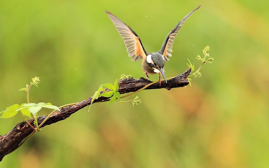 Alcedo atthis