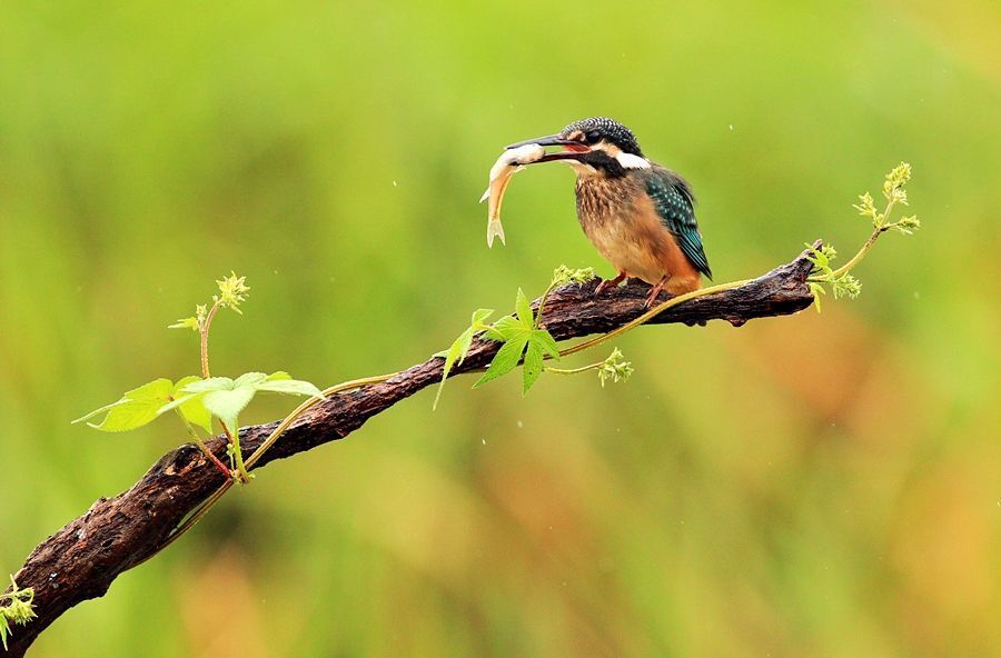 Alcedo atthis