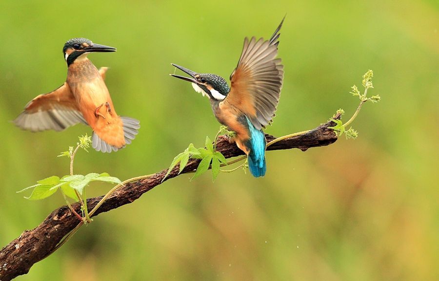 Alcedo atthis