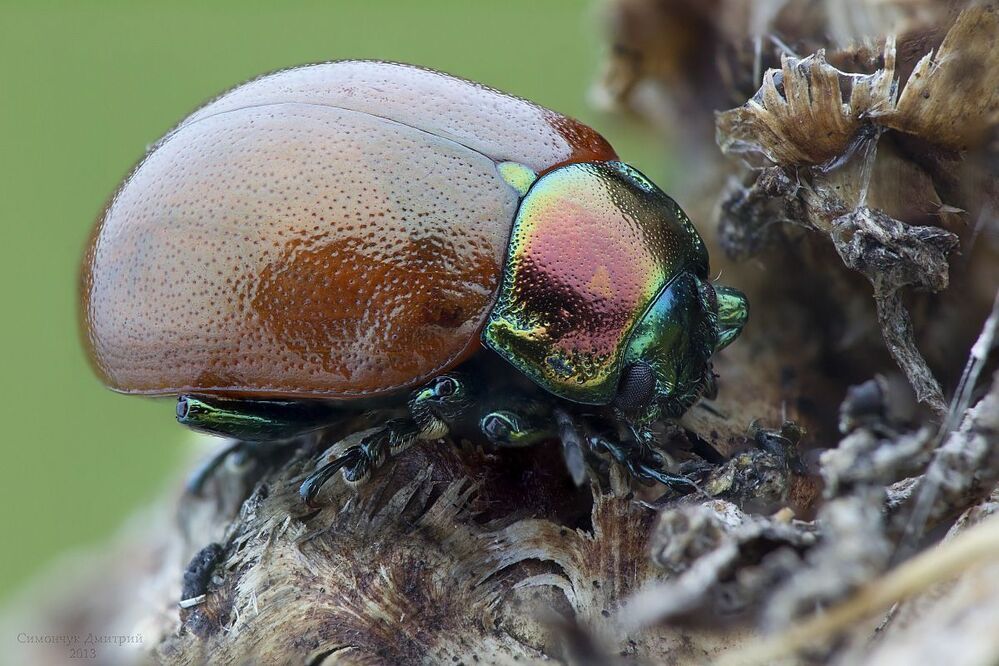 Chrysolina polita