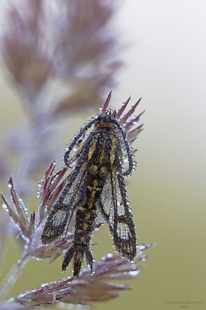 Pyropteron triannuliforme