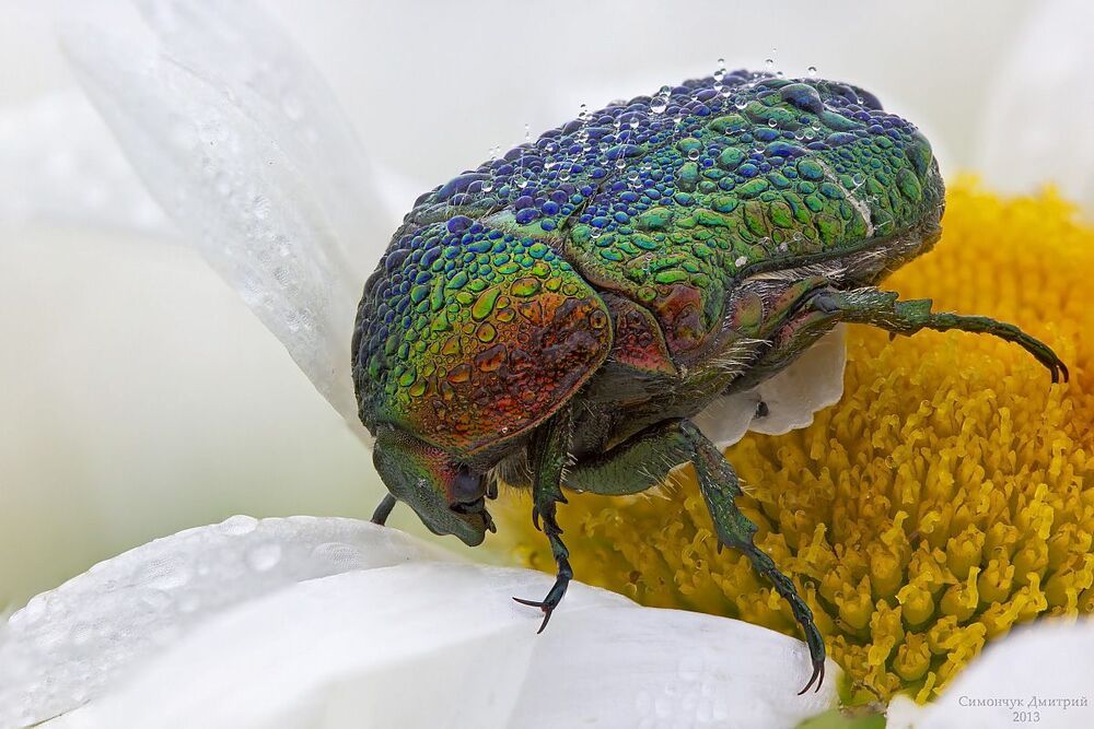 Cetonia aurata