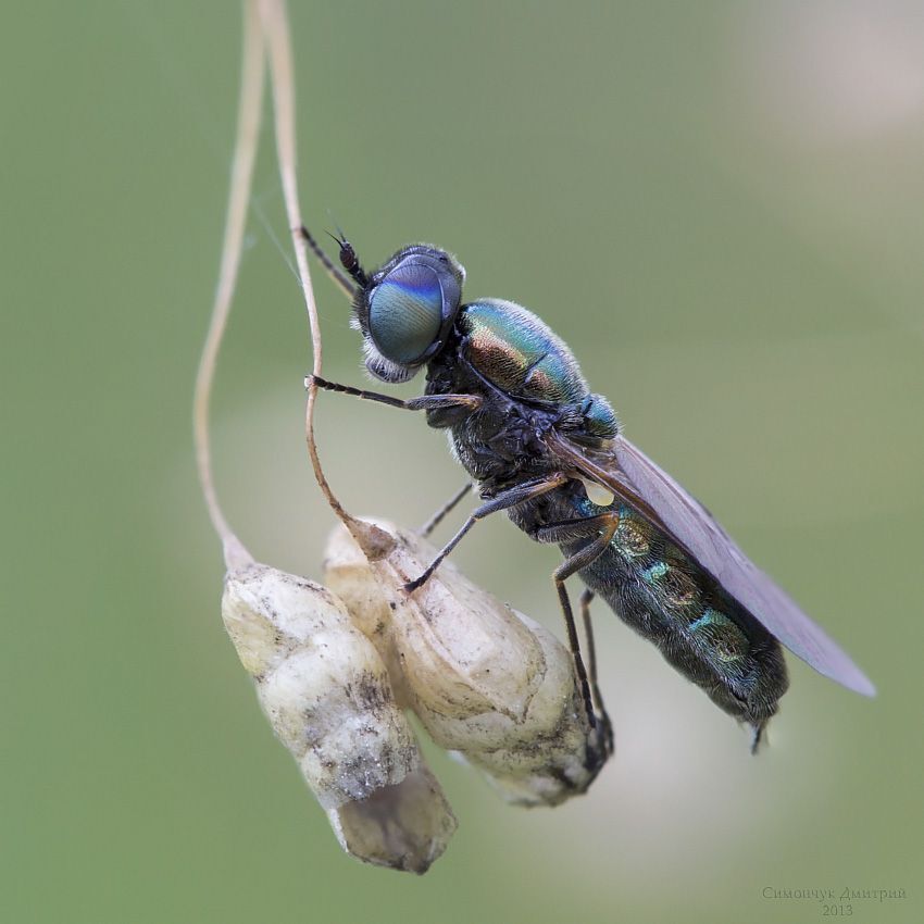 Stratiomyidae