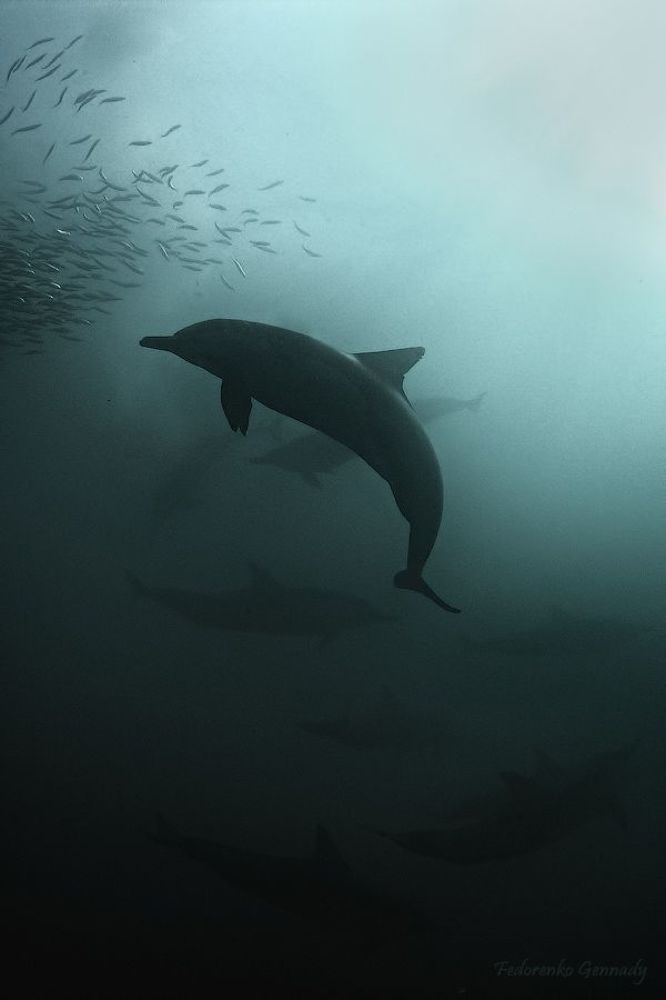 Shadows in the Sea