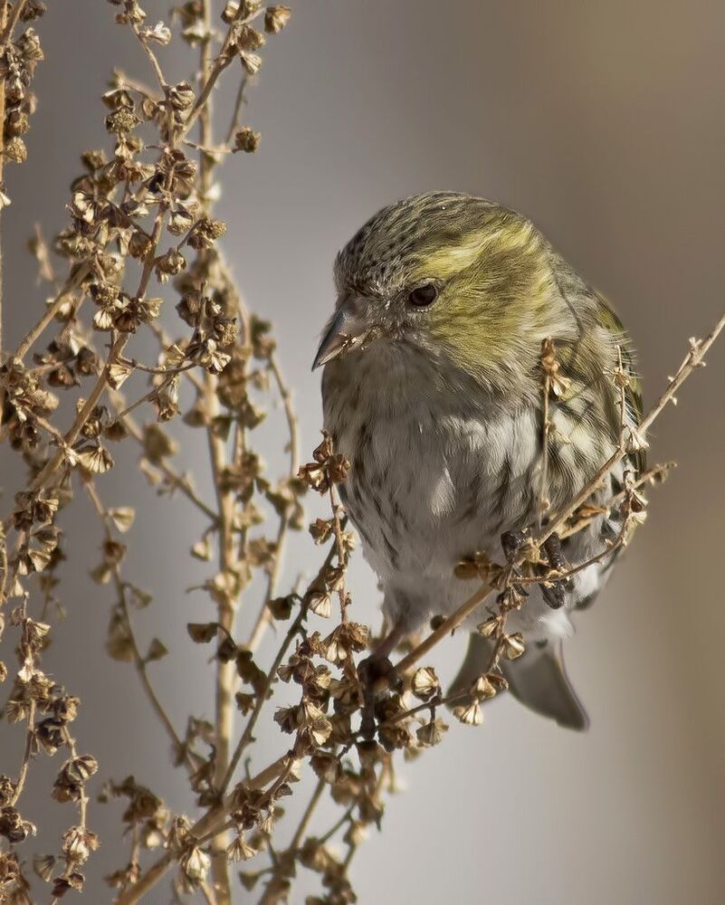 Чиж (лат. Carduelis spinus)