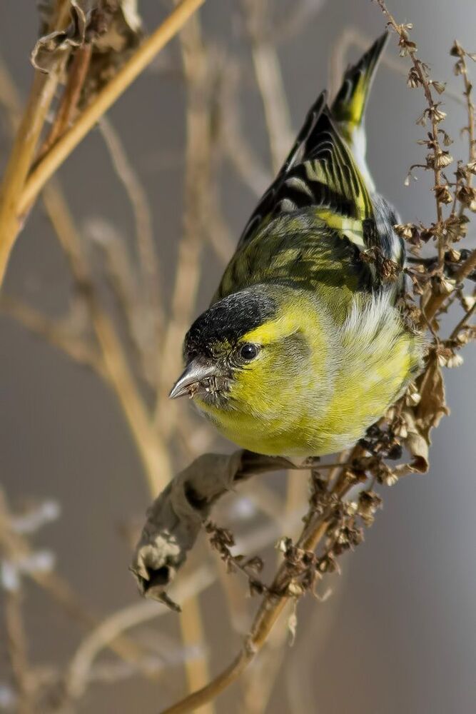 Чиж (лат. Carduelis spinus)