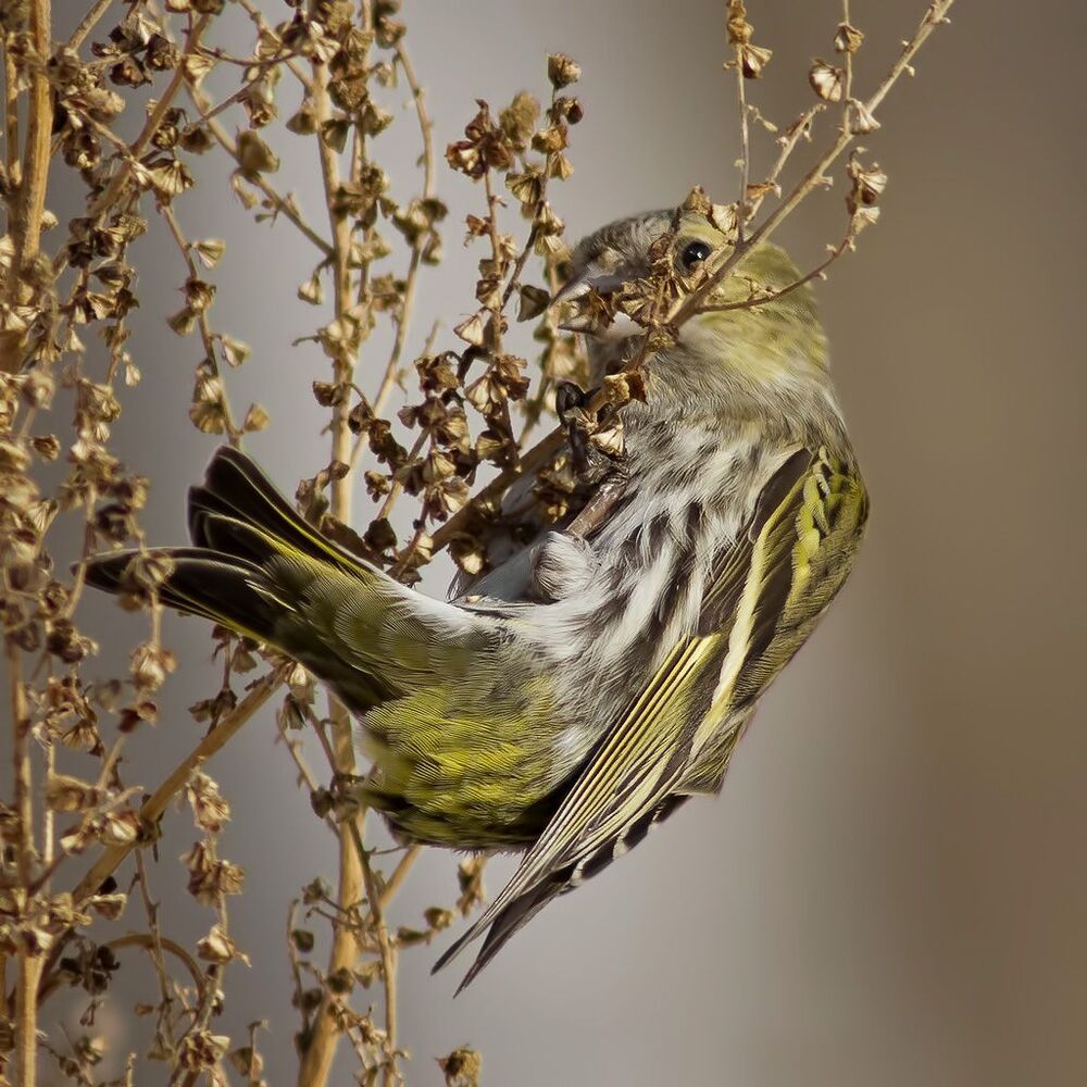 Чиж (лат. Carduelis spinus)