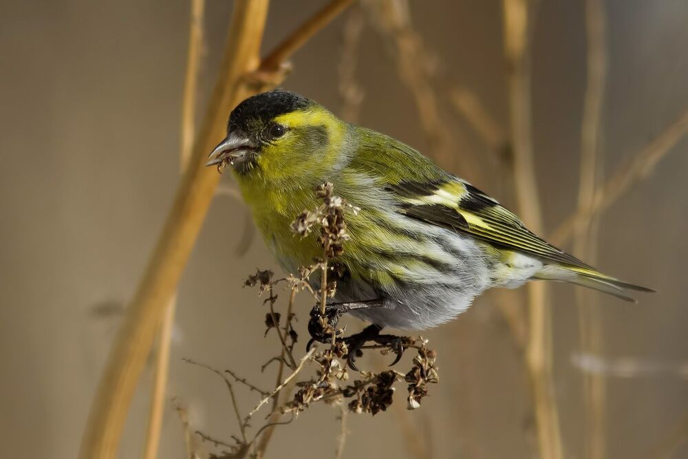 Чиж (лат. Carduelis spinus)