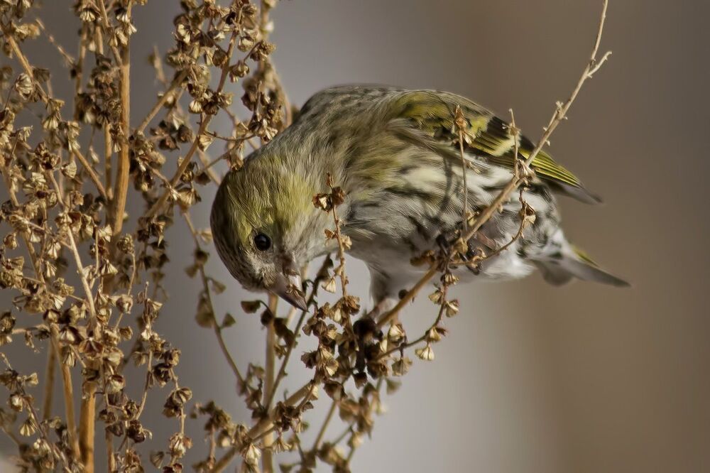 Чиж (лат. Carduelis spinus)