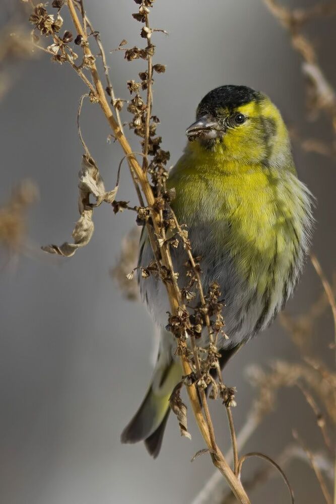Чиж (лат. Carduelis spinus)