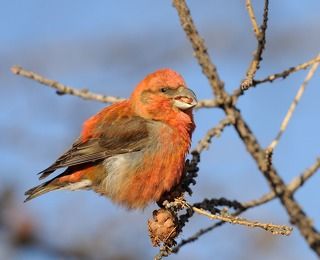 клест-еловик