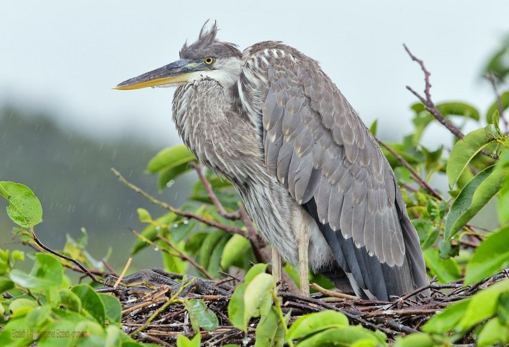 Большая голубая цапля (Great Blue Heron)