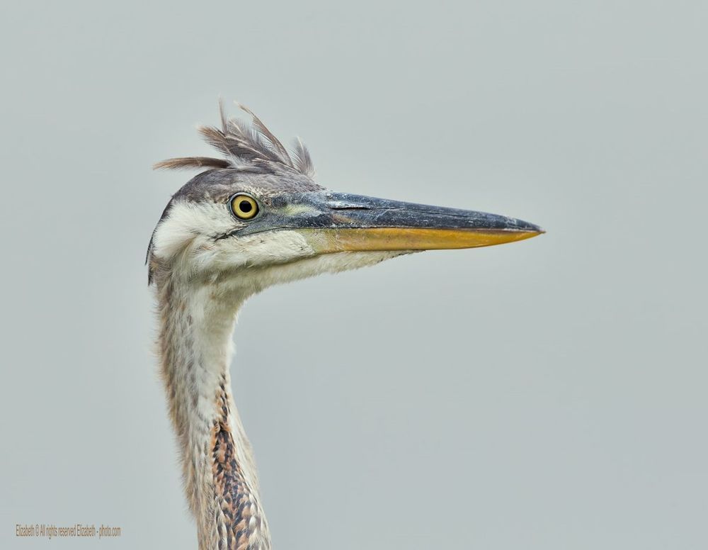 Цапли из Флориды - Herons