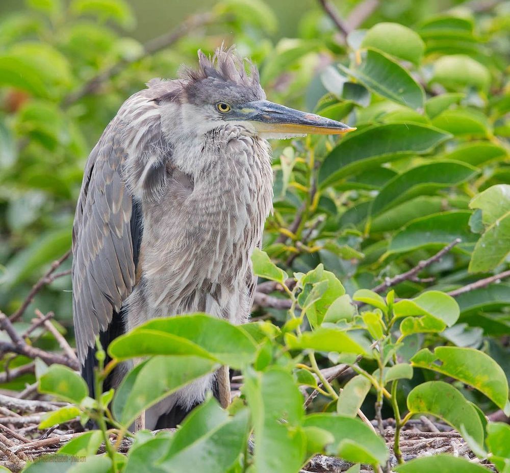 Цапли из Флориды - Herons