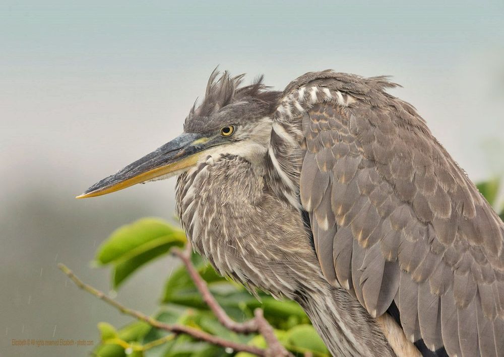 Цапли из Флориды - Herons