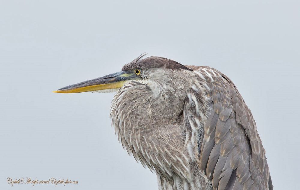 Цапли из Флориды - Herons