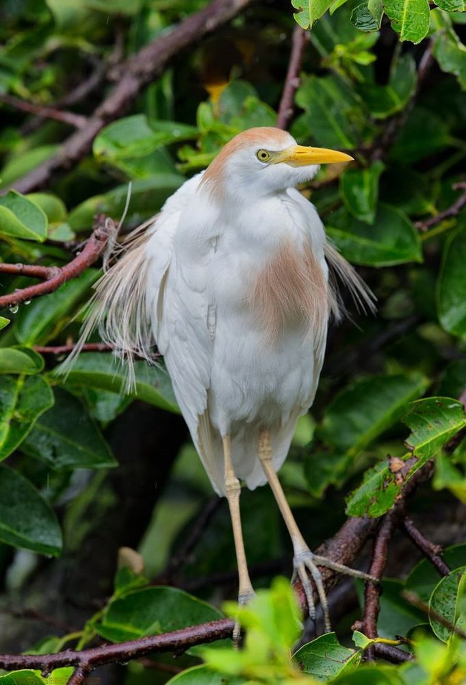 Египетская цапля  (Cattle Egret)