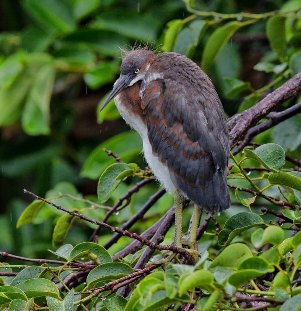 Cлеток Трёхцветной цапли (Tricolored Heron)
