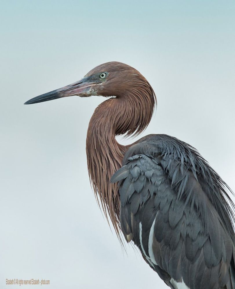Reddish Egret - Красная цапля