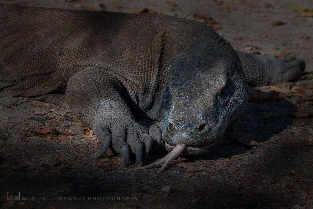 Komodo Dragons