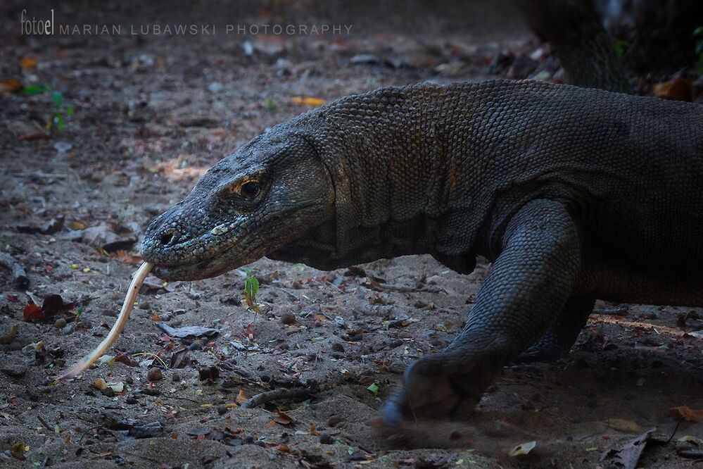 Komodo Dragons
