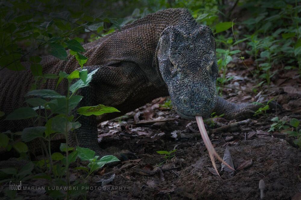 Komodo Dragons
