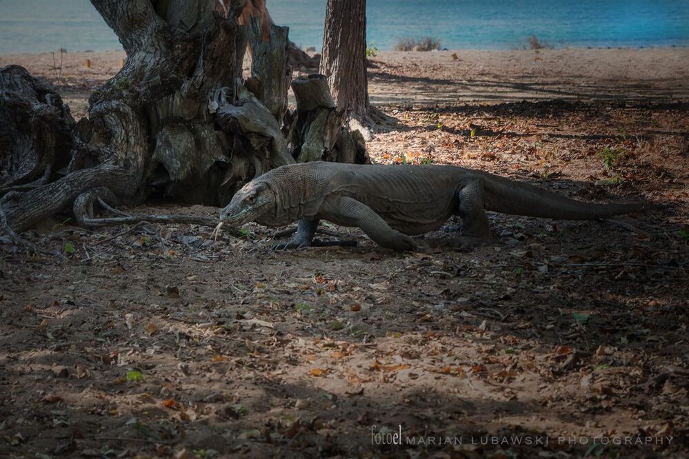 Komodo Dragons