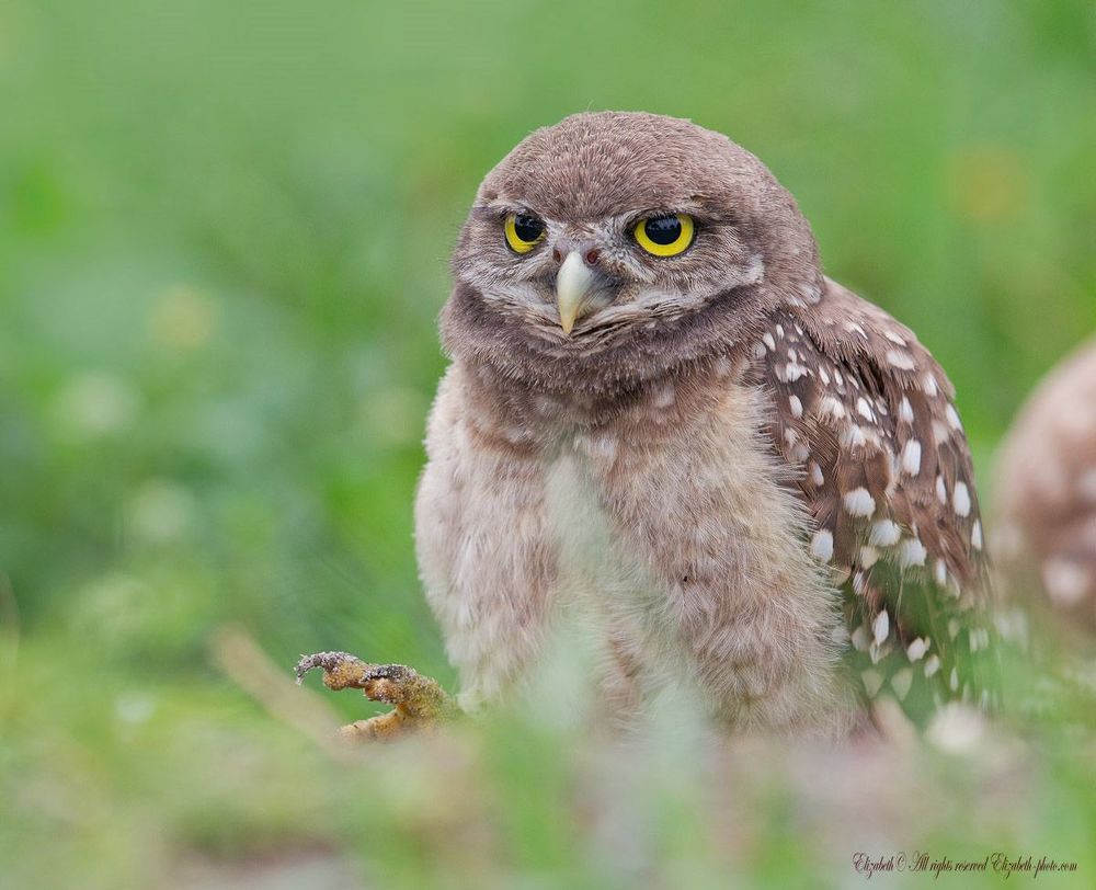 Cычики  - Burrowing Owls