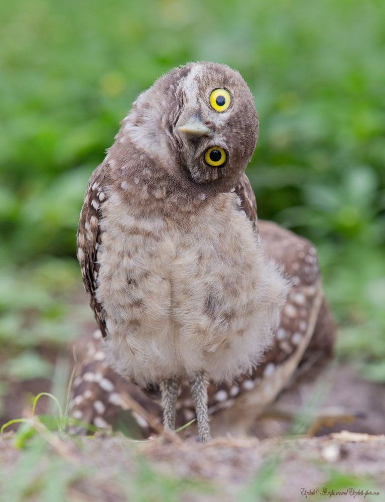 Cычики  - Burrowing Owls