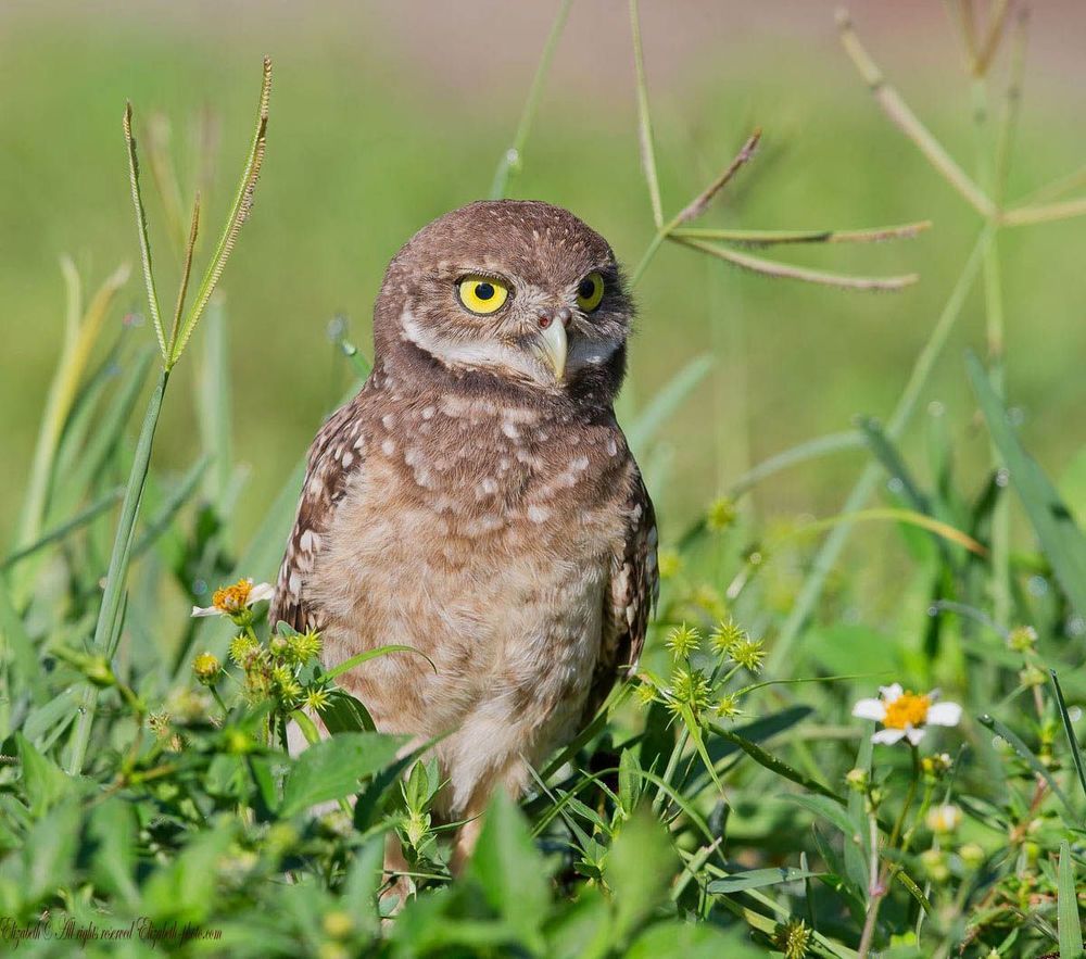 Cычики  - Burrowing Owls