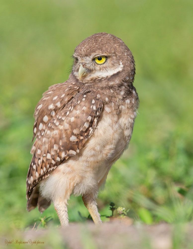 Cычики  - Burrowing Owls