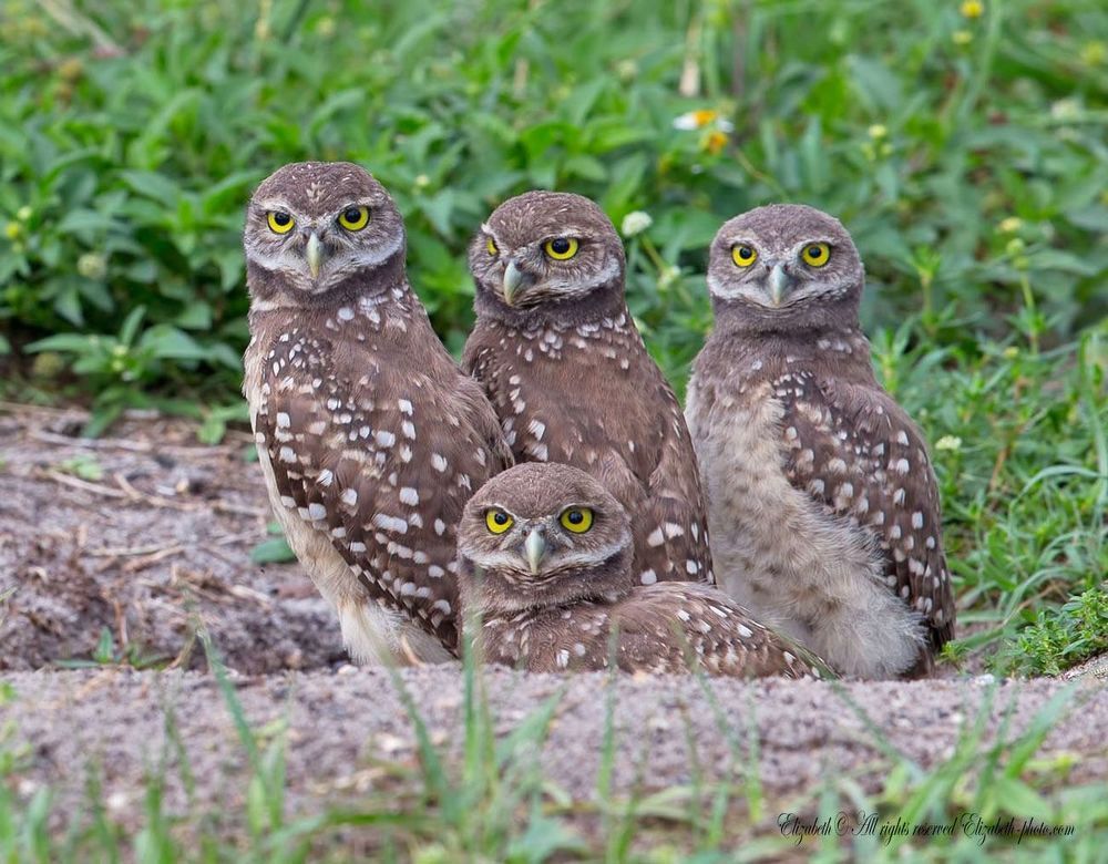 Cычики  - Burrowing Owls