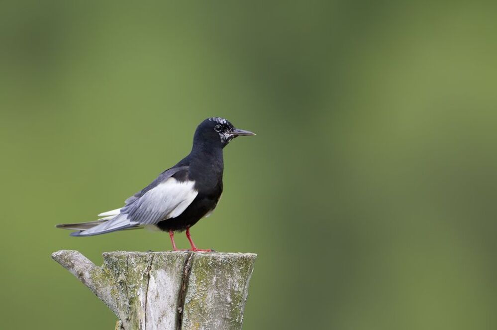 White-winged Tern