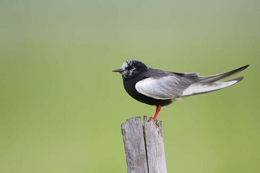 White-winged Tern