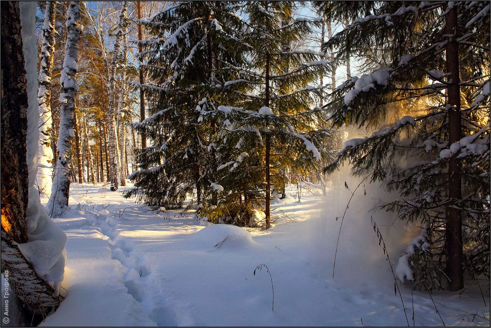 Сказки зимнего леса