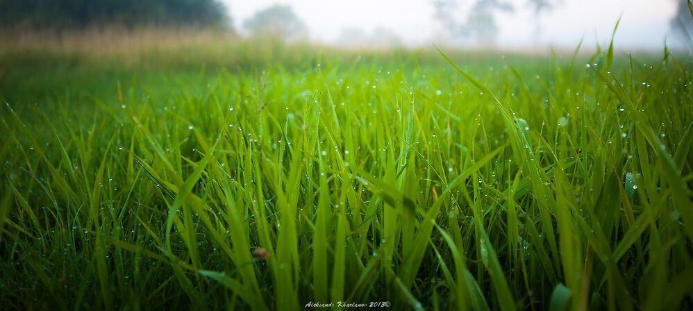Photo 497137