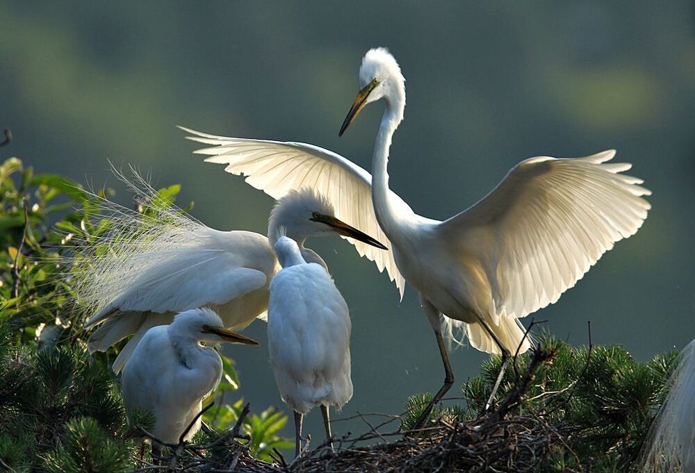 Mother's love and  the love of  the couple