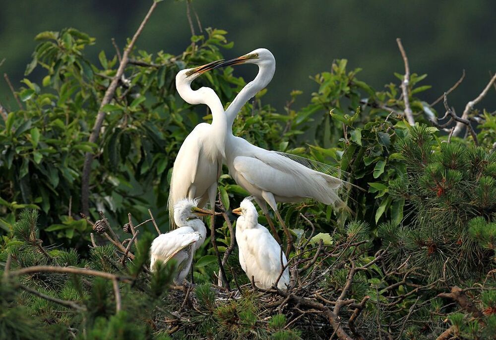 Mother's love and  the love of  the couple