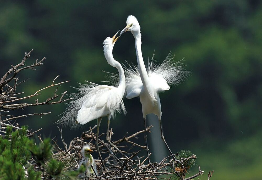 Mother's love and  the love of  the couple