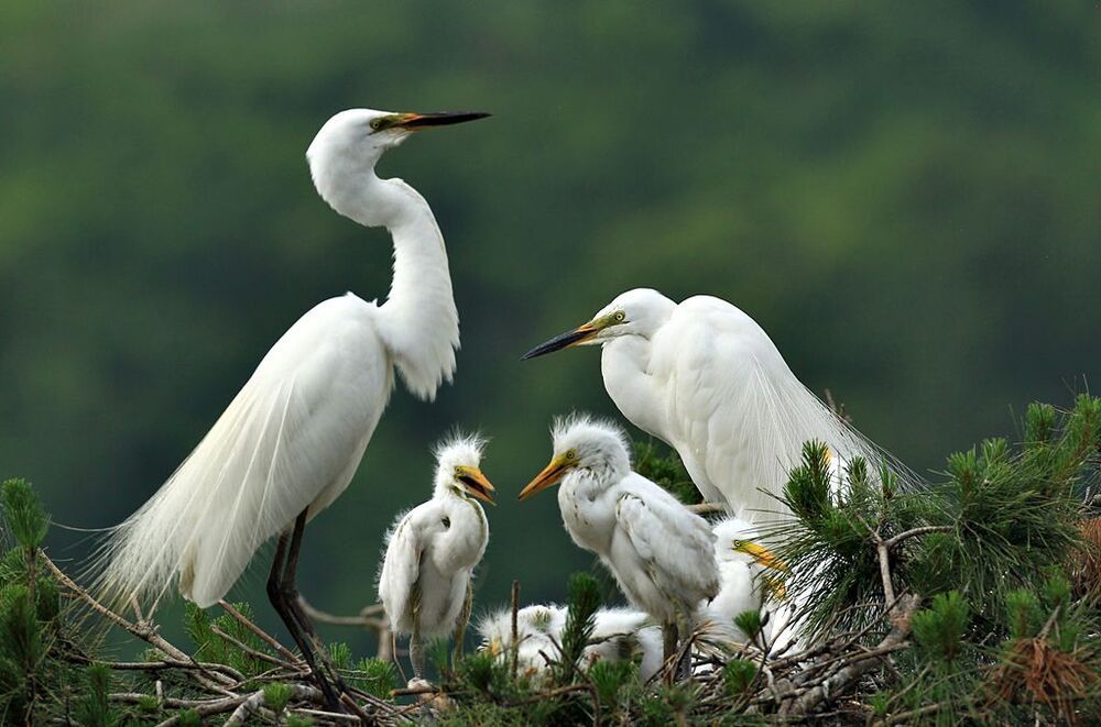 Mother's love and  the love of  the couple
