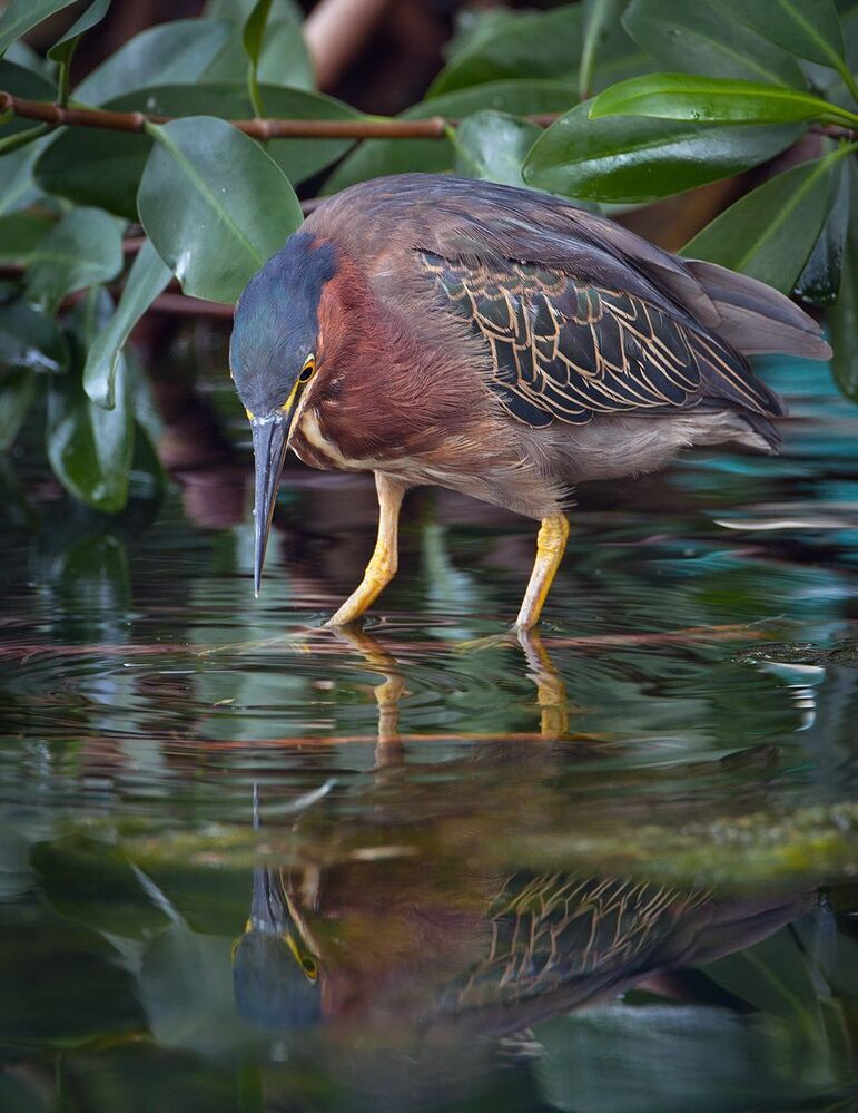 Американская зелёная кваква (лат. Butorides virescens)